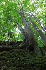 Drzewo wyrastające ze ściany wąwozu, korzenie drzewa pośr&oacute;d mchu