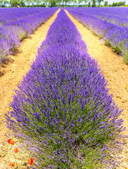 Lavendelveld in het zuiden van Frankrijk