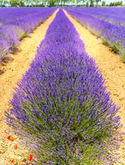 Tuinposter Lavendel Lavendelveld in het zuiden van Frankrijk