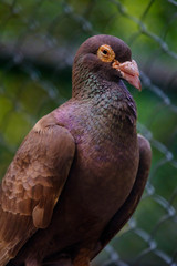 Brown dove on a stick