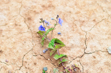 Dry summer. Flower in the desert. An oasis in the desert. Drought. Global warming. Climate change.