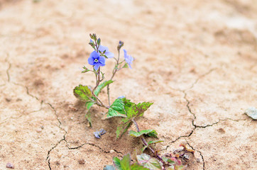 Dry summer. Flower in the desert. An oasis in the desert. Drought. Global warming. Climate change.