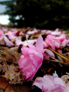 Close up of pink cherry blossom petals laying on a ground full of bark