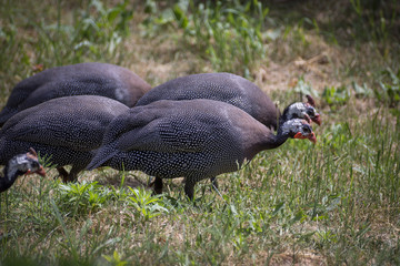 Beautiful Guinea Fowl Bird or Helmeted Guinea fowl with white spotted feathers.