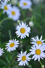 Chamomiles in summer garden