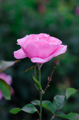 Light-pink rose in the garden