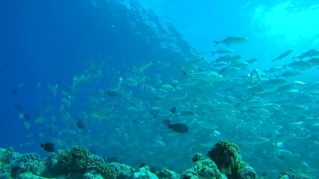 Massive school of bayads swims in the blue water over coral reef, Caranx sexfasciatus - Bigeye trevally, bigeye jack, great trevally, six-banded trevally and dusky jack. Indian Ocean 