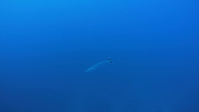 Single barracuda swim in the blue water, Great Barracuda - Sphyraena barracuda. Indian Ocean, Fuvahmulah island, Maldives, Asia
