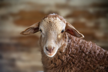 A portrait of a sheep over neutral biege background. The sheep looks straight ahead to the camera with stupid expression