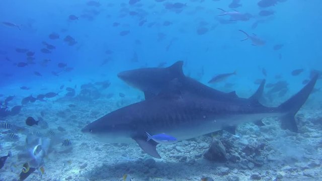 Two tiger Shark picks up the remains of tuna and other fishery wastes thrown into the ocean by fishermen - Indian Ocean, Fuvahmulah island, Maldives, Asia
