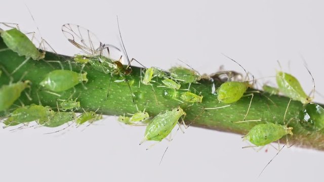 Aphids on Rose Branch Macro