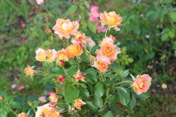 The yellow rosebush in the garden