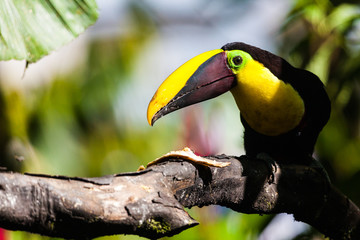 Tucan yellow chest