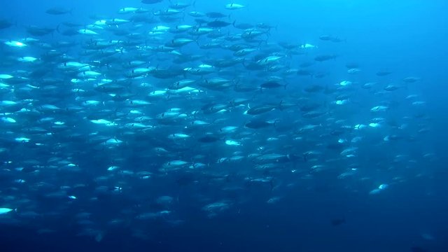 Massive school of Skipjack-tuna - Katsuwonus pelamis swim in the blue water. Indian Ocean, Fuvahmulah island, Maldives, Asia
