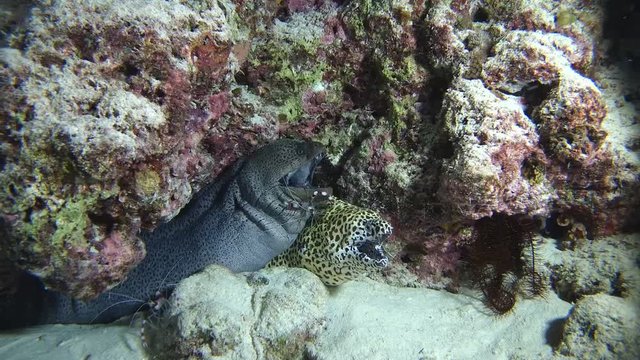 Two Morays with cleaner shrimp, Giant moray - Gymnothorax javanicus, Honeycomb Moray - Gymnothorax favagineus and Indian Ocean, Maldives, Asia
