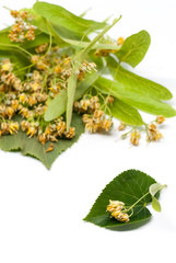 linden flowers on white homeopathy alternative medicine concept with copy space