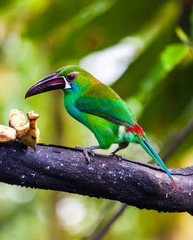Toucan, with its green plumage