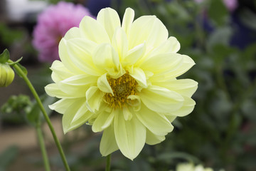 Dahlia is a genus of bushy, tuberous, herbaceous perennial plants native to Mexico. A member of the Asteraceae (or Compositae), dicotyledonous plants, related species include the sunflower, daisy.