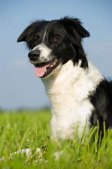 Schwarzweißer Border Collie liegt  in einer Wiese