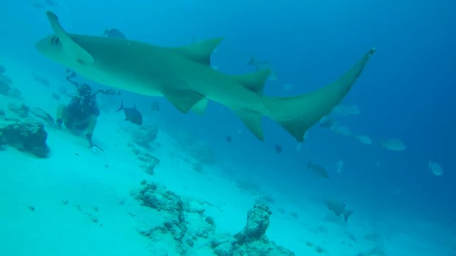 nurse shark swim in the blue water over sandy  bottom, Tawny nurse shark - Nebrius ferrugineus. Indian Ocean, Maldives, Asia
