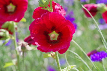 Obraz premium キダチアオイ