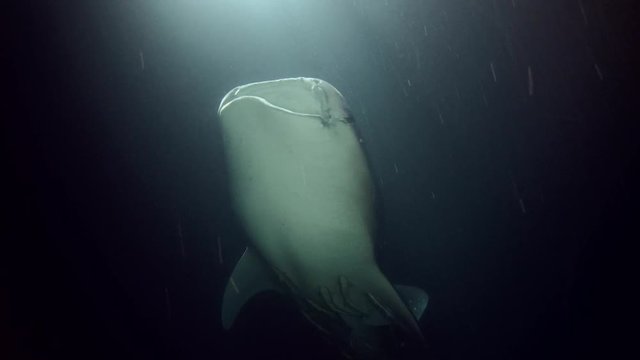 Whale Shark - Rhincodon typus swim in the night. Indian Ocean, Fuvahmulah island, Maldives, Asia
