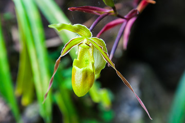 Orchid slipper of Venus
