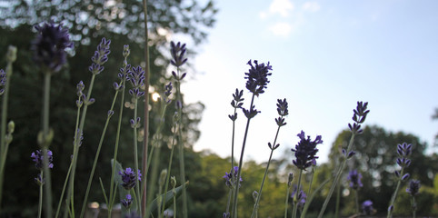 Lavendel im Stil der Provence bei sommerlichen Temperaturen