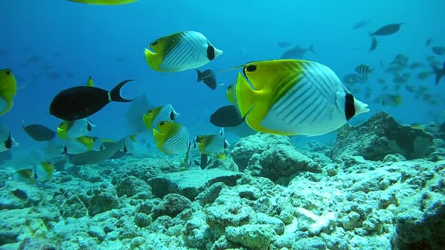 Tiger Shark picks up the remains of tuna and other fishery wastes thrown into the ocean by fishermen - Indian Ocean, Fuvahmulah island, Maldives, Asia
