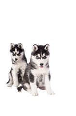 Obraz premium beautiful husky puppies on white background 