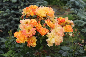 The yellow rosebush in the garden