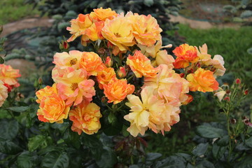 Naklejka na ściany i meble The yellow rosebush in the garden