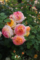 Bush of multicolored roses in the garden, vertically