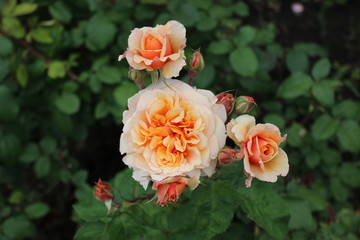Tea roses in the garden