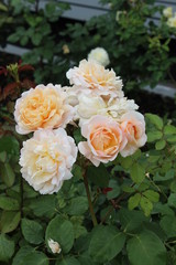 Obraz na płótnie Canvas Tea roses in the garden