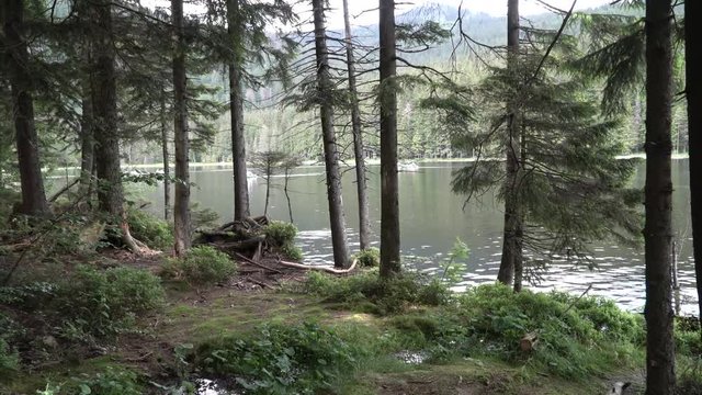 Bavarian Forest - Video