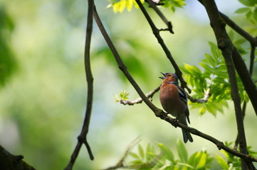 Common Chaffinch Sitting on a Branch in Woods