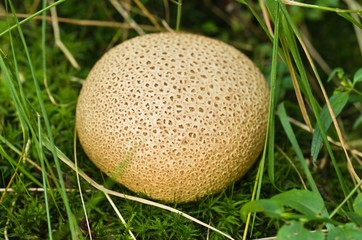 Puffball mushrooms from the family Agaricaceae (Lycoperdon).