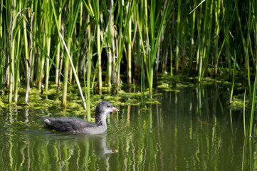 Moorhen Chick on a Pond