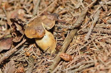 Mushroom from the family Boletaceae.