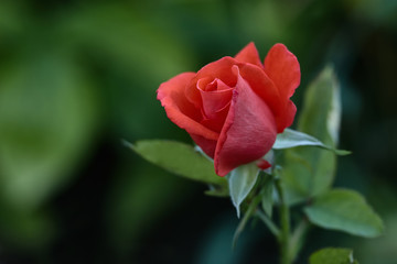 One young dark red rose with green leaves growing in the garden.