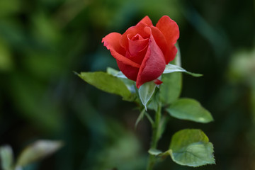 One young dark red rose with green leaves growing in the garden.