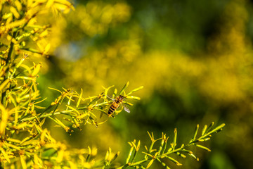 Bee on yellow flower