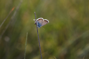 Beautiful little butterfly sitting on the grass lit by the setting sun