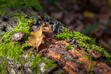 Moss and mushrooms on a log