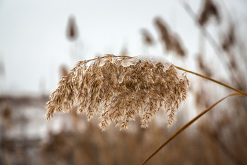 Frozen winter reeds