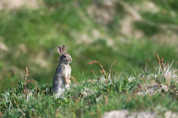 Cute Standing Rabbit in Scotland in Spring