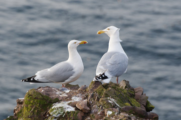 Gulls Couple Sitting on a Cliff, Scotland