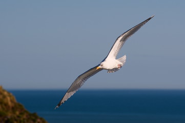 Flying Gull in Scotland