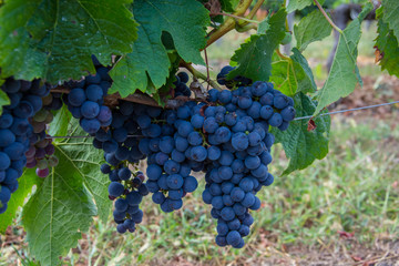 France, Gironde, Raisin